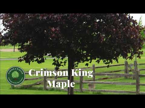 Crimson King Maple