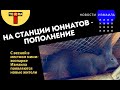 На Измаильской станции юннатов появились белочки-киевлянки