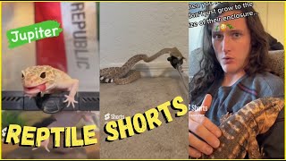 Helping A BOA &amp; Stealing Skin From a RATTLESNAKE! Reptile YouTube Shorts Compilation