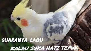 burung Parkit Australia Pandai bernyanyi