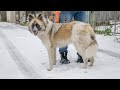 Шикарную собаку вернули в приют со словами ВЫРОСЛА БОЛЬШЕ ЧЕМ ОЖИДАЛИ 😧