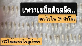 เพาะเมล็ดผักสลัด งอกไวใน 24 ชั่วโมง ไม่ต้องบ่มในตู้เย็น ปลูกผักไฮโดรโปนิกส์