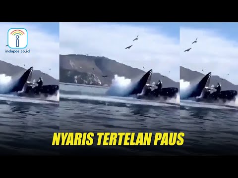 Video: Tonton Ikan Paus Ini Dengan Pantai Di California - Matador Network