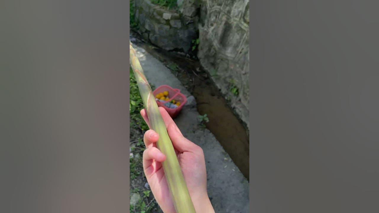 not only pandas，we also love eating bamboos - YouTube