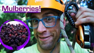 Tree Climbing for Wild Berries ::: How to Forage & Eat Mulberries