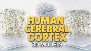 The Microarchitecture Of The Human Cerebral Cortex In 3D