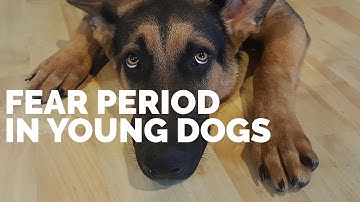 My Puppy is SCARED! Here