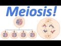 Meiosis! (Mr. W's Music Video)