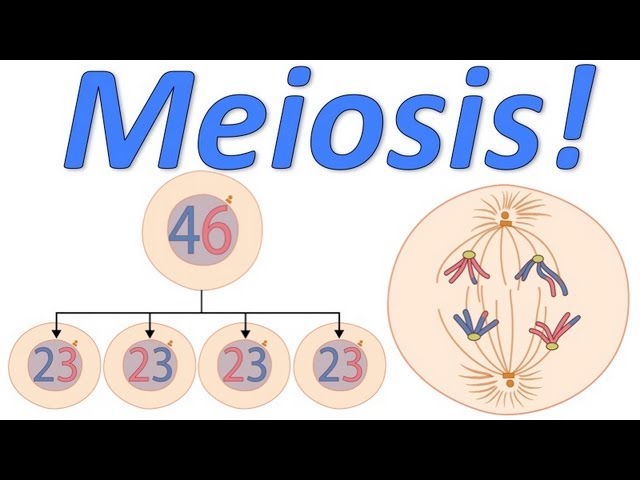 Meiosis! (Mr. W's Music Video) class=