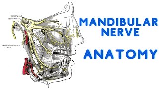 Mandibular nerve - Gross Anatomy