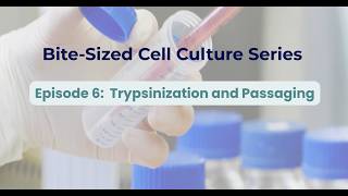 Episode 6: Trypsinization and Passaging