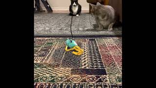 Michael the cat pouncing on bird toy by Michael and Ming 262 views 1 year ago 56 seconds