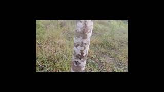 ucapan selamat untuk srdadu rifel dan melihat suasana di desa Ranosangia (#serdadurivelsemakinjaya#