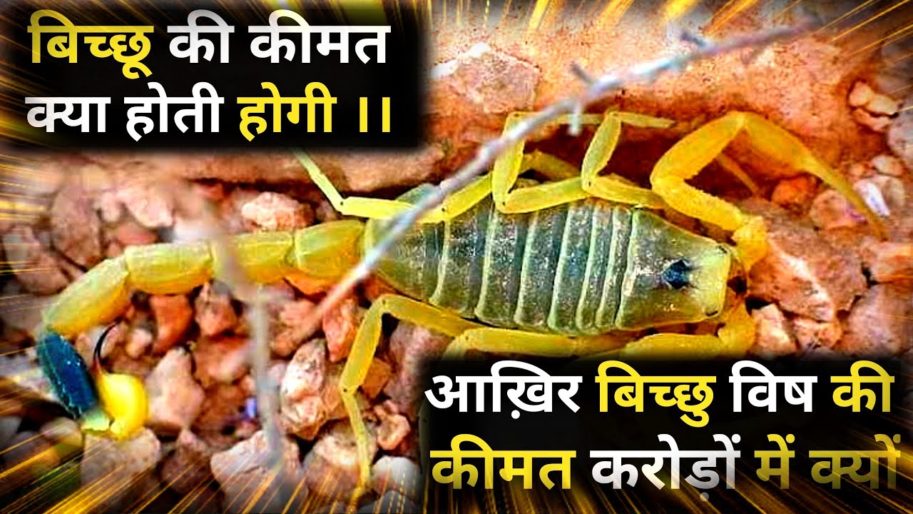 jay fact | scorpion poision | kyo itni mahengi hoti h scorpion poision ...