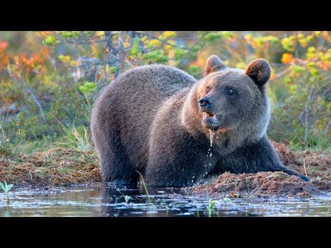 ЖИВОТНЫЕ ТАЙГИ. КТО ОБИТАЕТ В ТАЙГЕ?