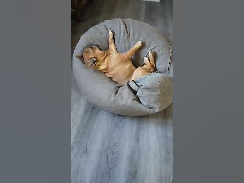 Храпит как взрослый мужик...#особенность#французский#бульдог - YouTube
