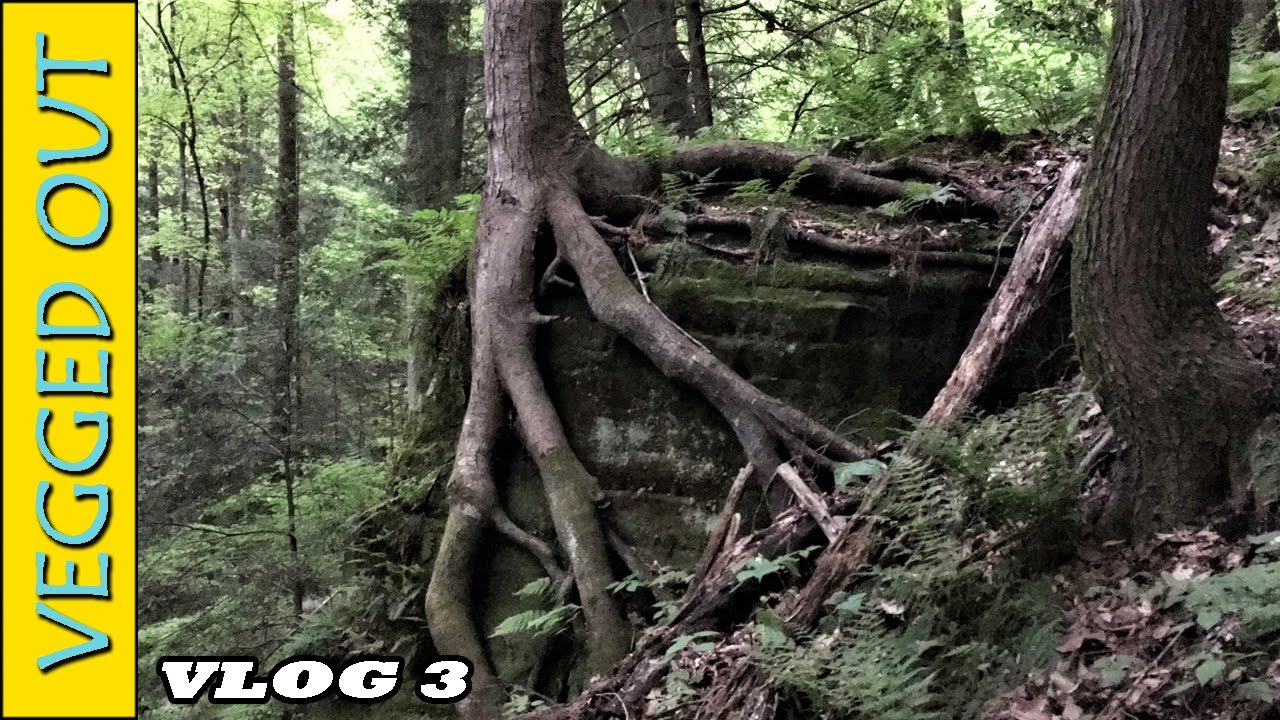 VEGGED OUT VLOG 3 FERN WALL ROCKS MASSIVE ROOTS CANTWELL CLIFFS VEGGED OUT VLOG 3 FERN WALL ROCKS MASSIVE ROOTS CANTWELL CLIFFS
