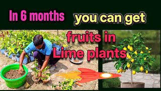 Watch the Nursery method of Lime or Lemon plant propagation.:In 6 months they will start fruiting
