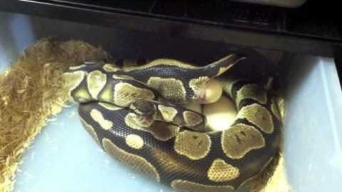 Granite Ball Python Laying Egg