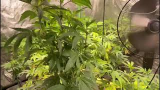 2 weeks into flower 🌷🌷 like and subscribe