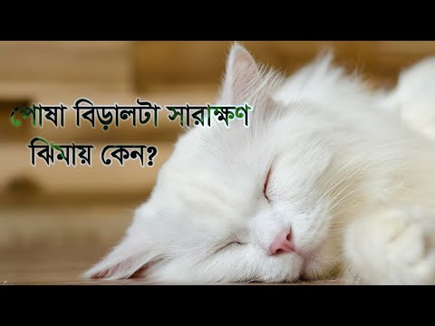 বিড়াল এত ঘুমায় কেন? Why Do Cats Sleep So Much? Life_2711