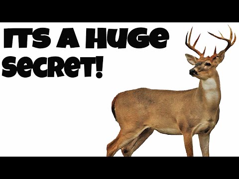 What do Whitetailed Deer Eat? Its A Huge Secret