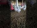 26 days old borlier chicks cow aqibali tiktok kite viral shorts imrankhan