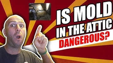 Is Mold In The Attic Dangerous? | What causes mold to grow in attic?