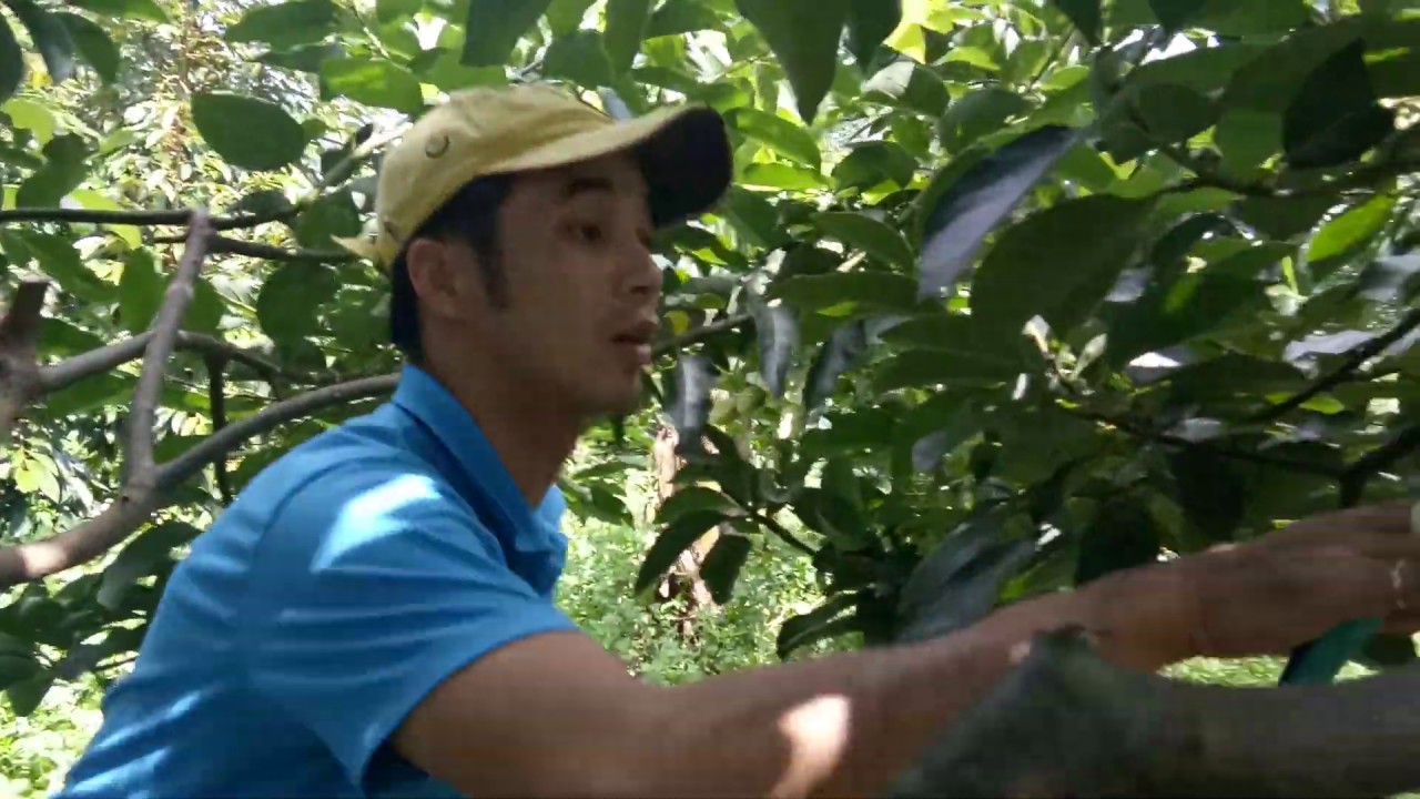 Cắt tỉa cành Bơ Booth sau thu hoạch 2019.