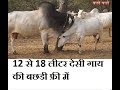 12 - 20 Litre + Desi Cow Heifer Free For You - Majri Ashram Jhunjunu  - Part 2