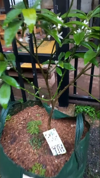 Jeruk Nagami Berbuah Dalam Planter Bag.