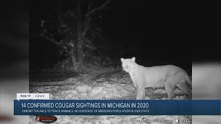 14 confirmed cougar sightings in Michigan in 2020