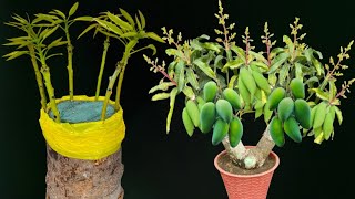 6 Multiple Grafting On One Big Mango Tree