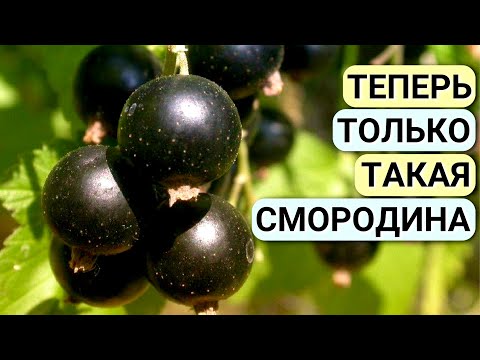 Подкормка СМОРОДИНЫ про которую все молчат! Ягода КРУПНАЯ и СЛАДКАЯ. Чем подкормить смородину весной