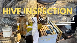 Hive Inspections and 2 Frame Walk Away Split (February 15th, 2024)