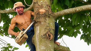 Thót tim!!! Người xem hồi hộp nhìn Vua Khỉ cưa cây Dầu cao 31 mét ở vị trí khó. Cut Dipterocarpus