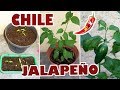 Siembra Chile Jalapeño y Seguimiento por 7 meses