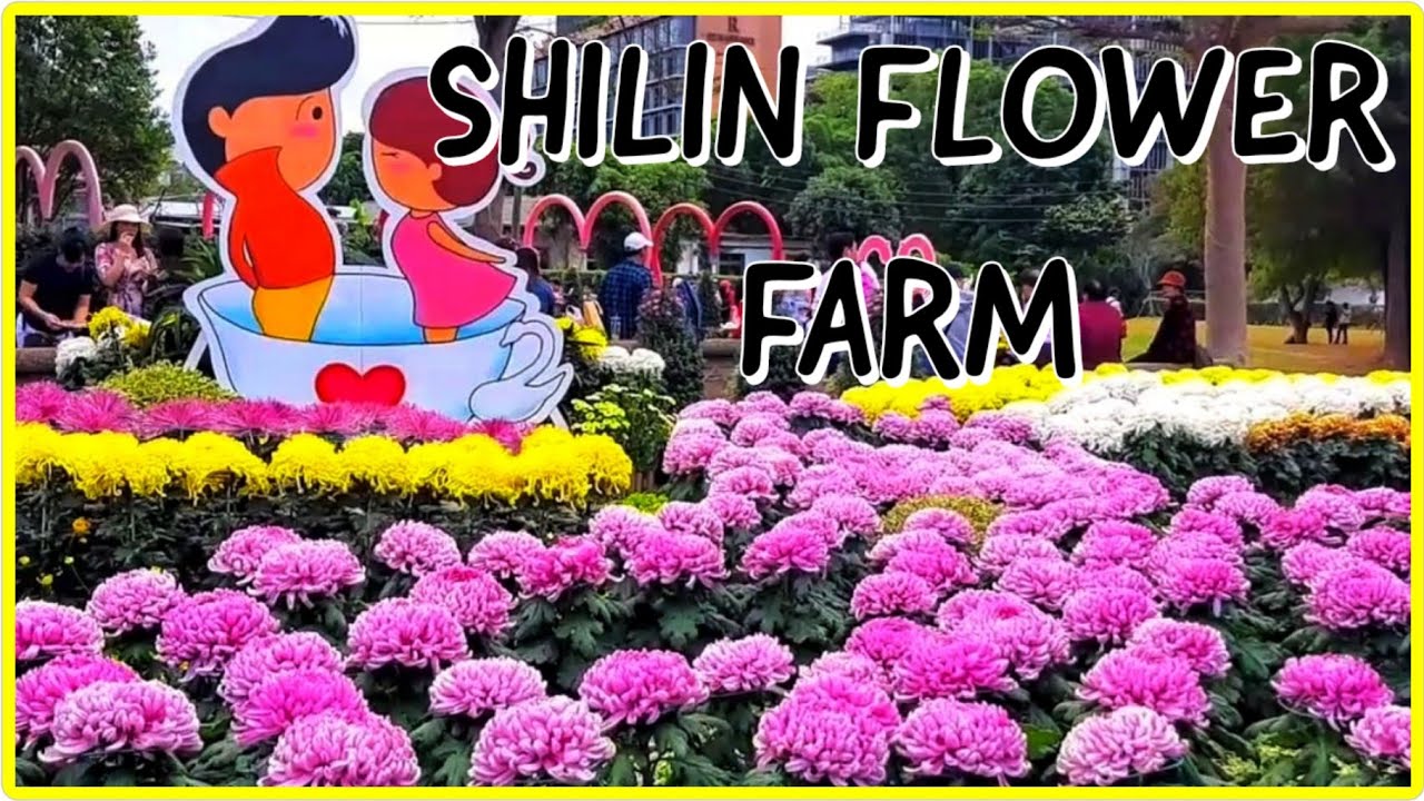SHILIN FLOWER FARM YouTube