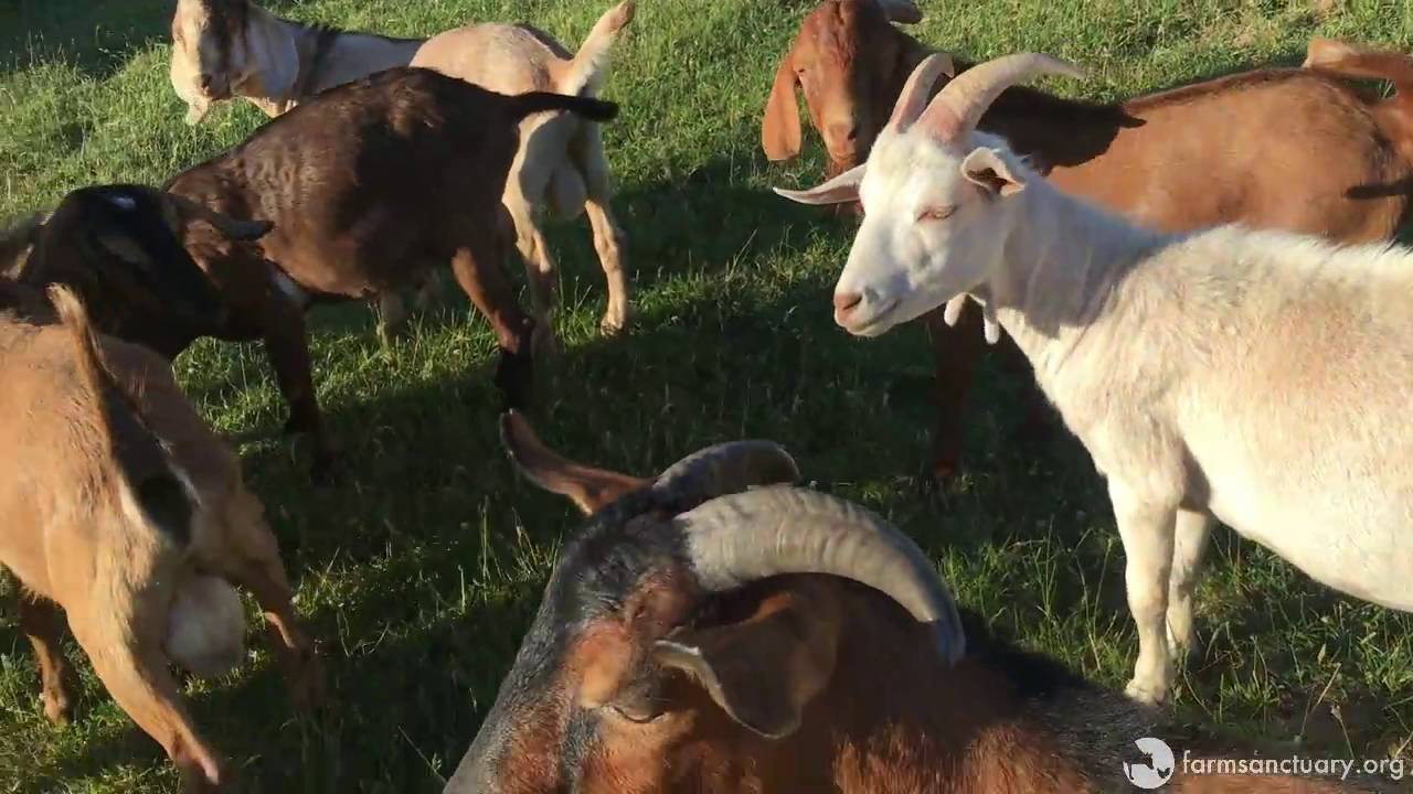 Rescued goats jumping for joy at Farm Sanctuary YouTube