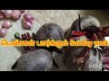 ❤️❤️சும்மா இருக்கும் பெண்கள் பார்க்கும்#sunday vlog#spl sunday food recipe#super lunch menu#❤️❤️👌