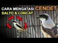 Terungkap! Cara Ampuh Atasi Cendet Banyak Tingkah Agar Jinak dan Gacor