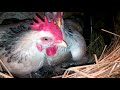 Как курица несёт яйцо? До смотрите это Видео до конца!