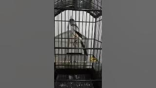 gimana kabarmu Le... ? CENDET 