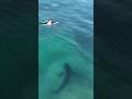Surfers have no idea a Great White Shark is below them