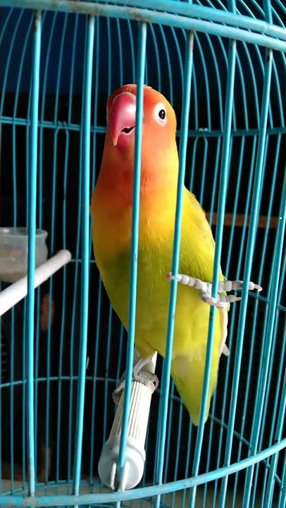 Pancingan lovebird paud ngetik ngekek fighter#shorts