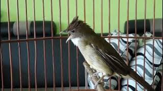 Suara panggilan cucak jenggot betina emosi