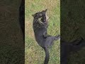 Black Lab Weed Eater #blacklab #weeding #weedeater #weedwacker