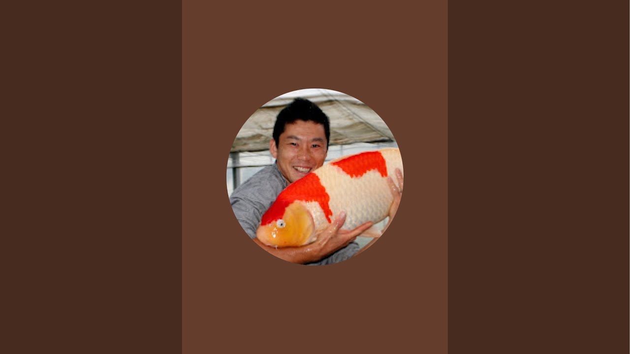 【錦鯉の産卵】日本の国魚錦鯉 その姿はまさに泳ぐ宝石