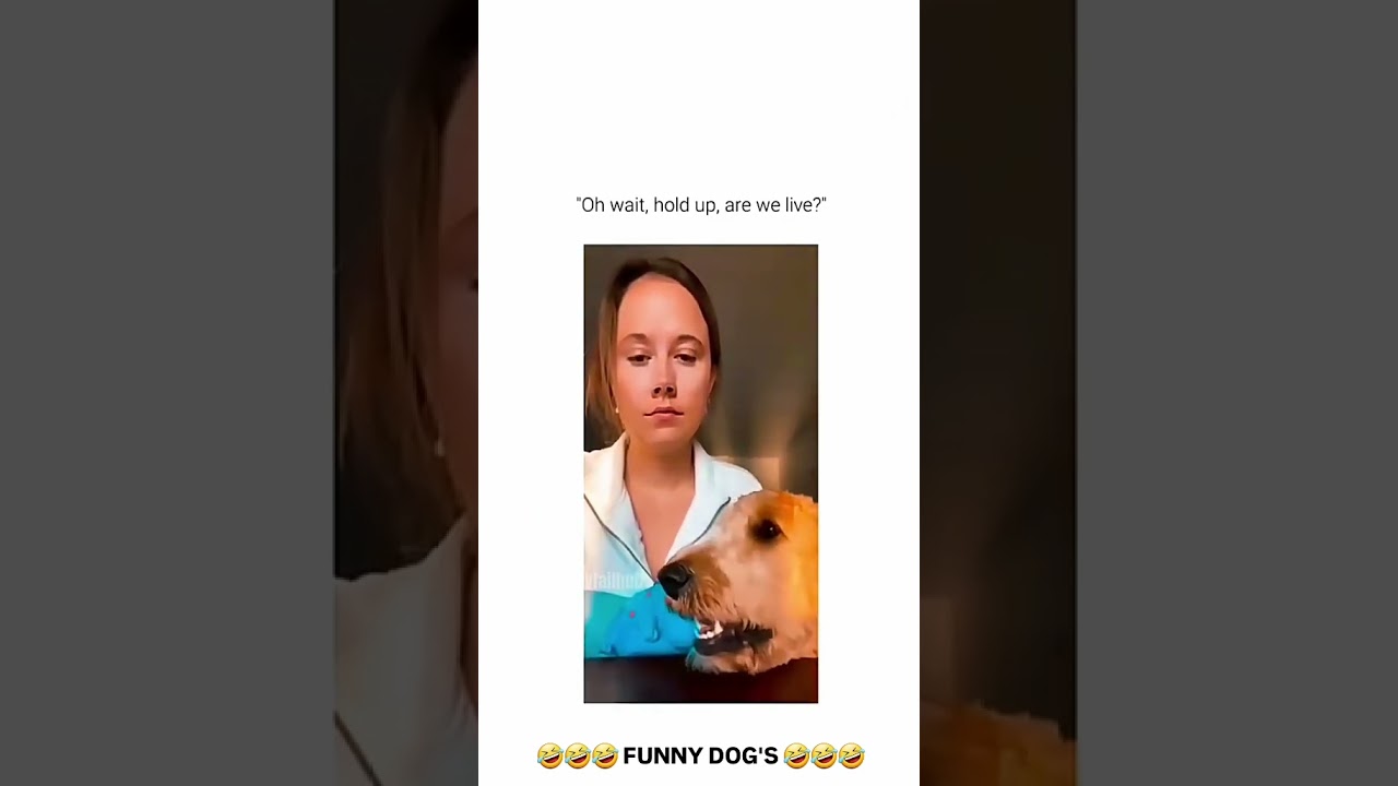 🤣🤣🤣 FUNNY DOG'S 🤣🤣🤣 #ganeloft039 #like #share #support #pets #dog #doglife #funny #video #tiktok