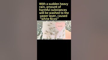 Reasons of control methods of shrimp white feces||Shrimp feed additive of bile acids